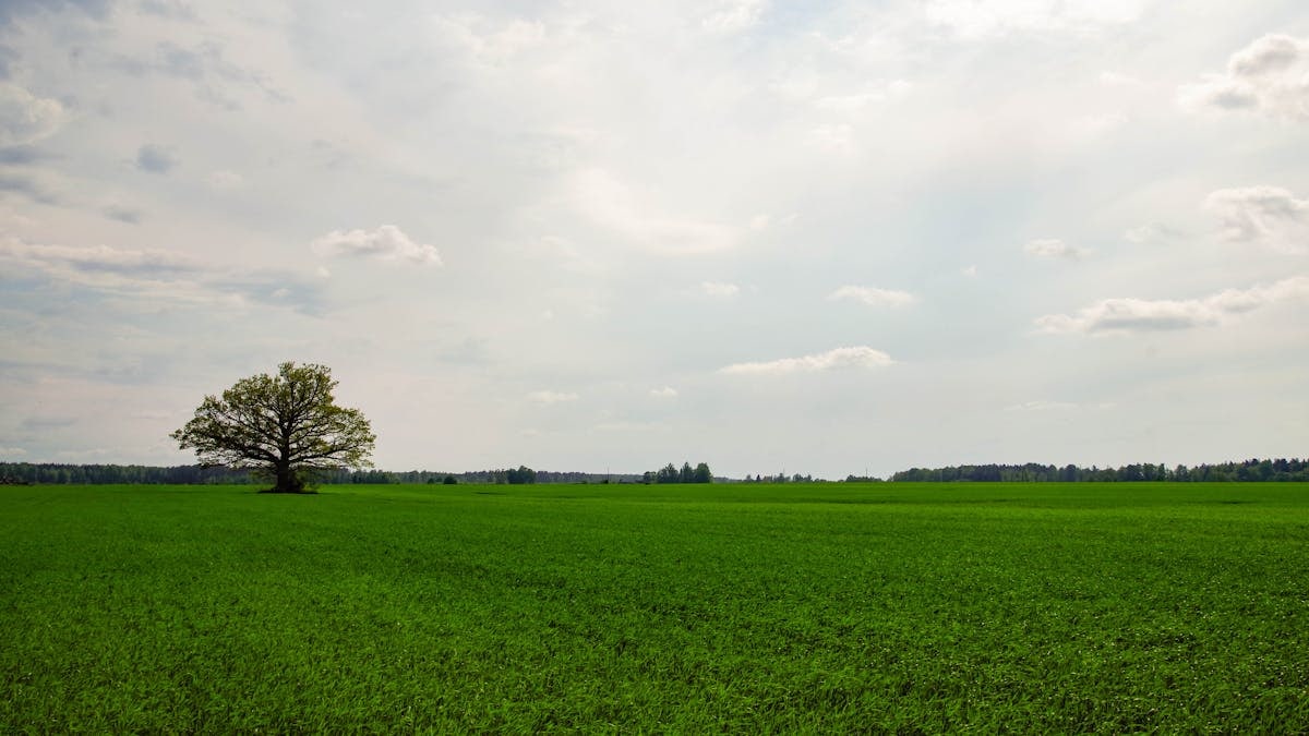 A solitary tree stands in a lush green field beneath a tranquil cloudy sky.